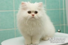 <b>波斯猫毛发怎么打理 波斯猫美容知识</b>