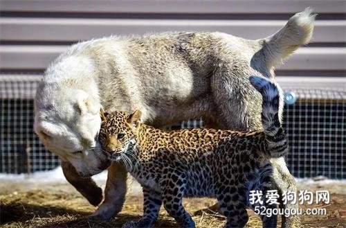 <b>亲生母亲要吃掉自己，小豹子踏上寻找后妈之路</b>