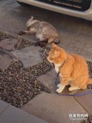 <b>推主出去遛猫，回来时猫还带了只流浪猫回家避台风，太暖了！</b>