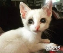 <b>妹子不敢给捡回的小猫取名怕沦陷，结果猫咪直接人狗全收编！</b>