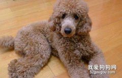 <b>贵宾犬吃什么食物比较好 贵宾犬有益食物介绍</b>