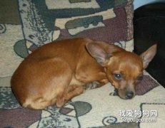 小鹿犬得了犬瘟热怎么办 迷你杜宾犬犬瘟热治疗方法