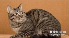 <b>怎么帮中国狸花猫洗澡?</b>