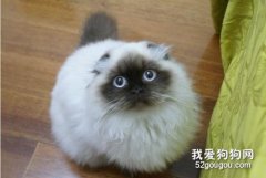 喜马拉雅猫怎么养 喜马拉雅猫养护知识