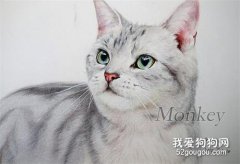 <b>美国短毛猫会掉毛吗 美短毛发护理方法</b>