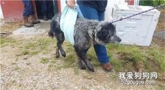 <b>曾贴在墙角等死的它，如今活得像小孩子一般…</b>