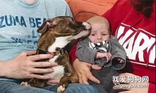 <b>什么情况？孕妇肚里未出生的孩子被家里的狗给救了？</b>