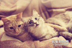 <b>猫咪发情怎么缓解？</b>