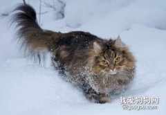 挪威森林猫好养吗 饲养注意事项