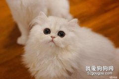 如何给金吉拉猫做美容 漂亮金吉拉猫美容方法