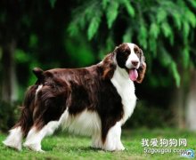 史宾格犬得了细小怎么办 史宾格犬细小病毒治疗方法