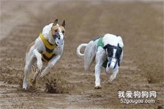 格力犬犬瘟怎么治疗 灵缇犬犬瘟热处理方案