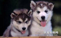 哈士奇怎么养 西伯利亚雪橇犬饲养方法