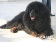 <b>藏獒怎么养 藏獒养殖方法</b>