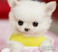 <b>一个月茶杯犬怎么养 茶杯犬幼犬养殖注意事项</b>