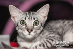 埃及猫怎么洗澡 埃及猫洗澡步骤