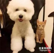 <b>网友捡到一只小橘猫，正好和狗狗作伴，结果几个月后...</b>