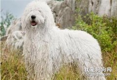 可蒙犬得了犬瘟怎么办 可蒙犬犬瘟热治疗方法