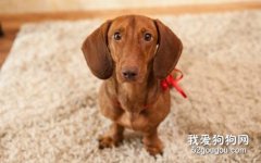 <b>腊肠犬得了犬瘟热怎么办 腊肠犬犬瘟热治疗方法</b>