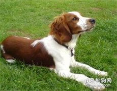 怎么训练威尔士跳猎犬走路?