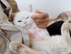 怎么撸猫 你撸猫撸对了吗？