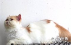 <b>加菲猫咪怀孕注意事项</b>