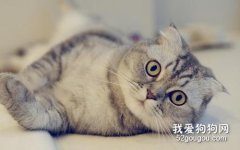 折耳猫怀孕要注意什么？