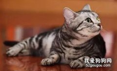 什么猫粮适合美国短尾猫?