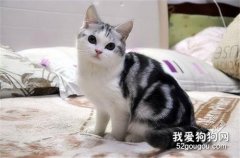 美国短尾猫吃什么好 美国短尾猫喂食指南