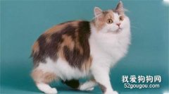 威尔斯猫毛发怎么护理 威尔斯猫毛发日常护理