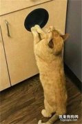 <b>橘猫非要硬挤进厨房橱柜的一个洞里，结果连门都弹出来了！</b>