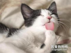 <b>猫咪为什么喜欢舔自己的毛?</b>