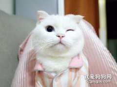 <b>猫咪向你眨眼睛是什么意思?</b>