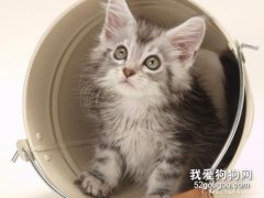 怎么让猫咪记住自己的名字和学会握手