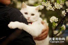 <b>为什么猫咪不喜欢被人抱</b>
