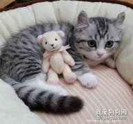 猫咪平常需要怎么清洗护理?