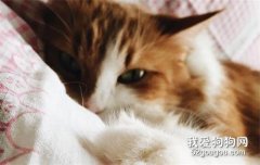 <b>猫咪乱尿尿是什么原因?</b>