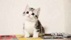 怎么寻找跑出家门的猫咪?