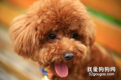 <b>养泰迪狗狗时不能做哪些事情</b>