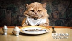 <b>猫咪挑食的原因有哪些？</b>