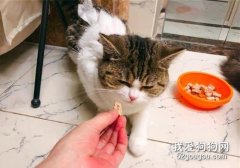 如何避免猫咪挑食?
