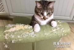 如何避免猫咪抓坏皮沙发?