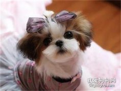 <b>西施犬这样漂亮的狗狗好养吗?</b>