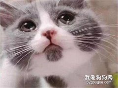 <b>为什么我的猫哭了，它是伤心了吗？</b>