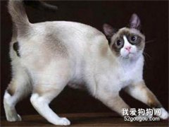 雪鞋猫怎么养?雪鞋猫饲养方法