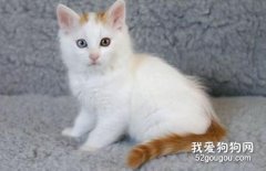 土耳其梵猫怎么洗澡 土耳其梵猫洗澡步骤