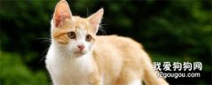 土耳其梵猫性格怎么样 土耳其梵猫性格介绍