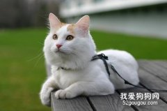 土耳其梵猫怎么喂养 土耳其梵猫喂养知识