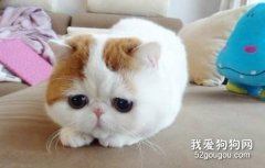 猫咪绝育后不吃不喝怎么办?