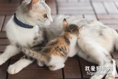 小猫喂奶需要注意什么？